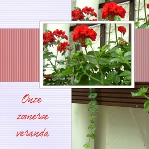 gerariums