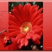 gerbera