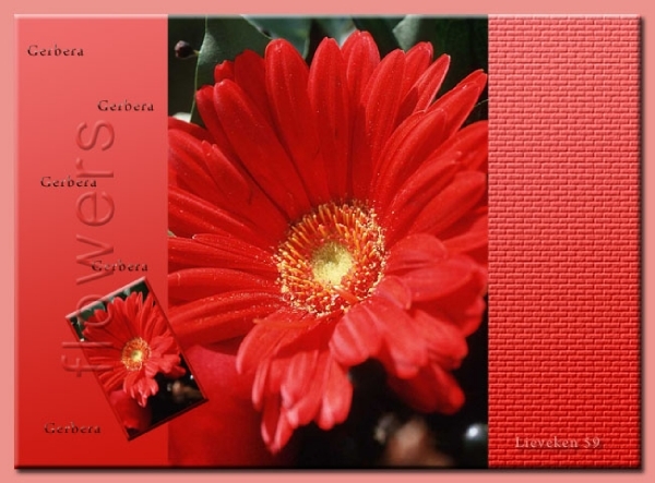 gerbera