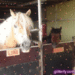 glitterfy074349803D35
