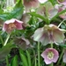 helleborus