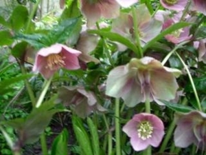 helleborus