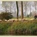 herder met schaajes