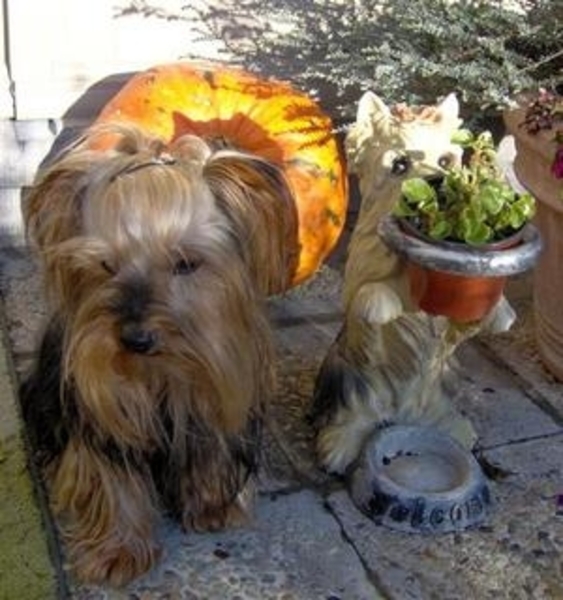 hondje fifi