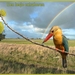 ijsvogeltje