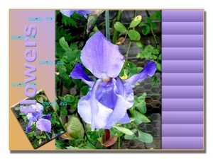 iris bloem