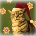 kerstpoes
