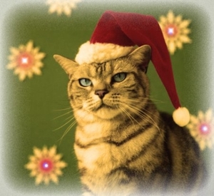 kerstpoes