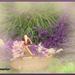 lavendel