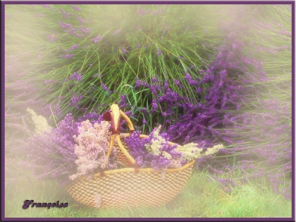 lavendel