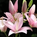 lelie's in het rose