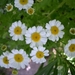 margrieten