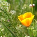oranje-bloem