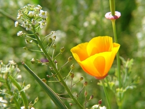 oranje-bloem