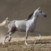 paard in galop