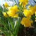 paasbloemen