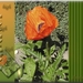 papaver