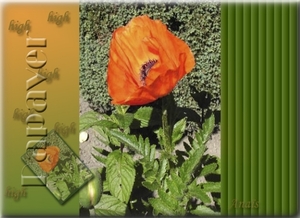 papaver