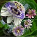 passiekaart bloemenkaart