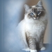 poes in het blauw