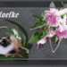 Poes met bloemen