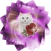 poes met roos