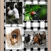 postzegels in dieren