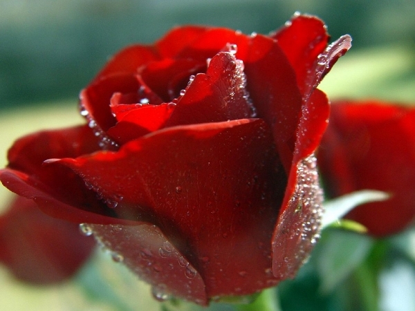rode roos met douw