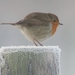 roodborst_winter