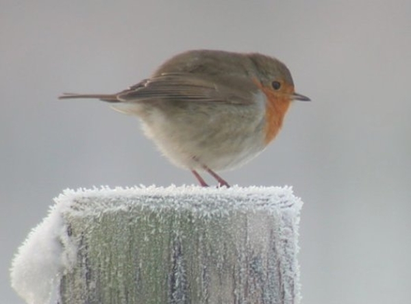 roodborst_winter