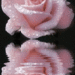 rose1