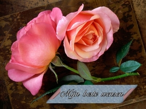 roze rozen mijn beste wensen !!!