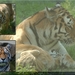 tijger