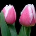 tulpen in close-up