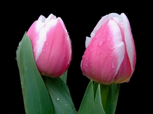 tulpen in close-up