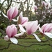 tulpenbloem