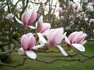 tulpenbloem