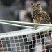 uil op net