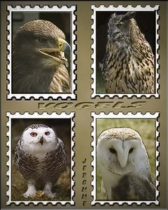 vier -uilen in postzegels