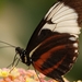 Vlinder op bloem