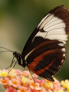 Vlinder op bloem