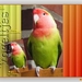 vogeltjens