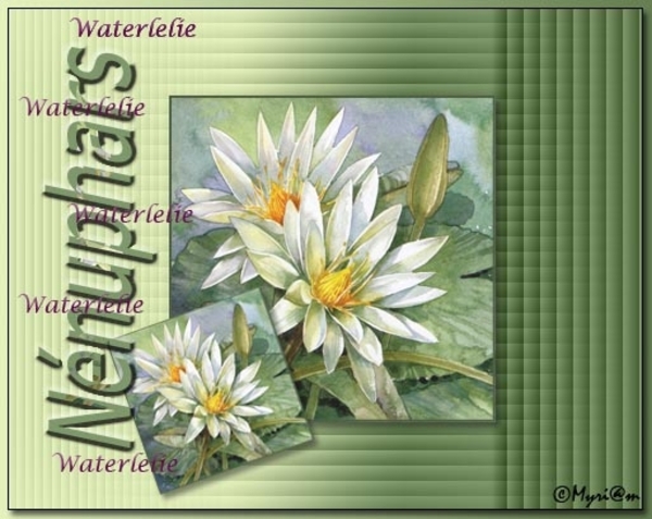 waterlelie
