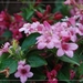 weiglia bloemen