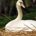 Zwaan ,,,
