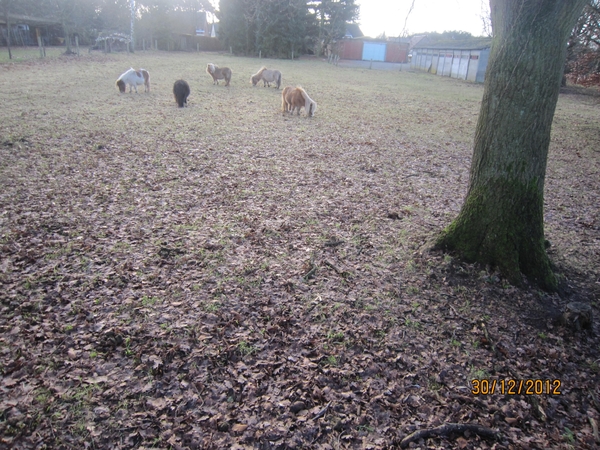 30-12-2012 wandelen Halle Zoersel 010