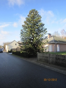 30-12-2012 wandelen Halle Zoersel 012