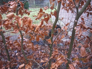 30-12-2012 wandelen Halle Zoersel 033