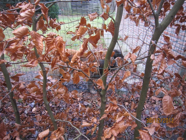 30-12-2012 wandelen Halle Zoersel 033