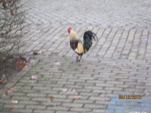 30-12-2012 wandelen Halle Zoersel 058